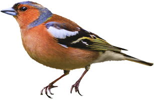 Kategorie Wildvögel
