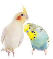 Kategorie Ziervögel